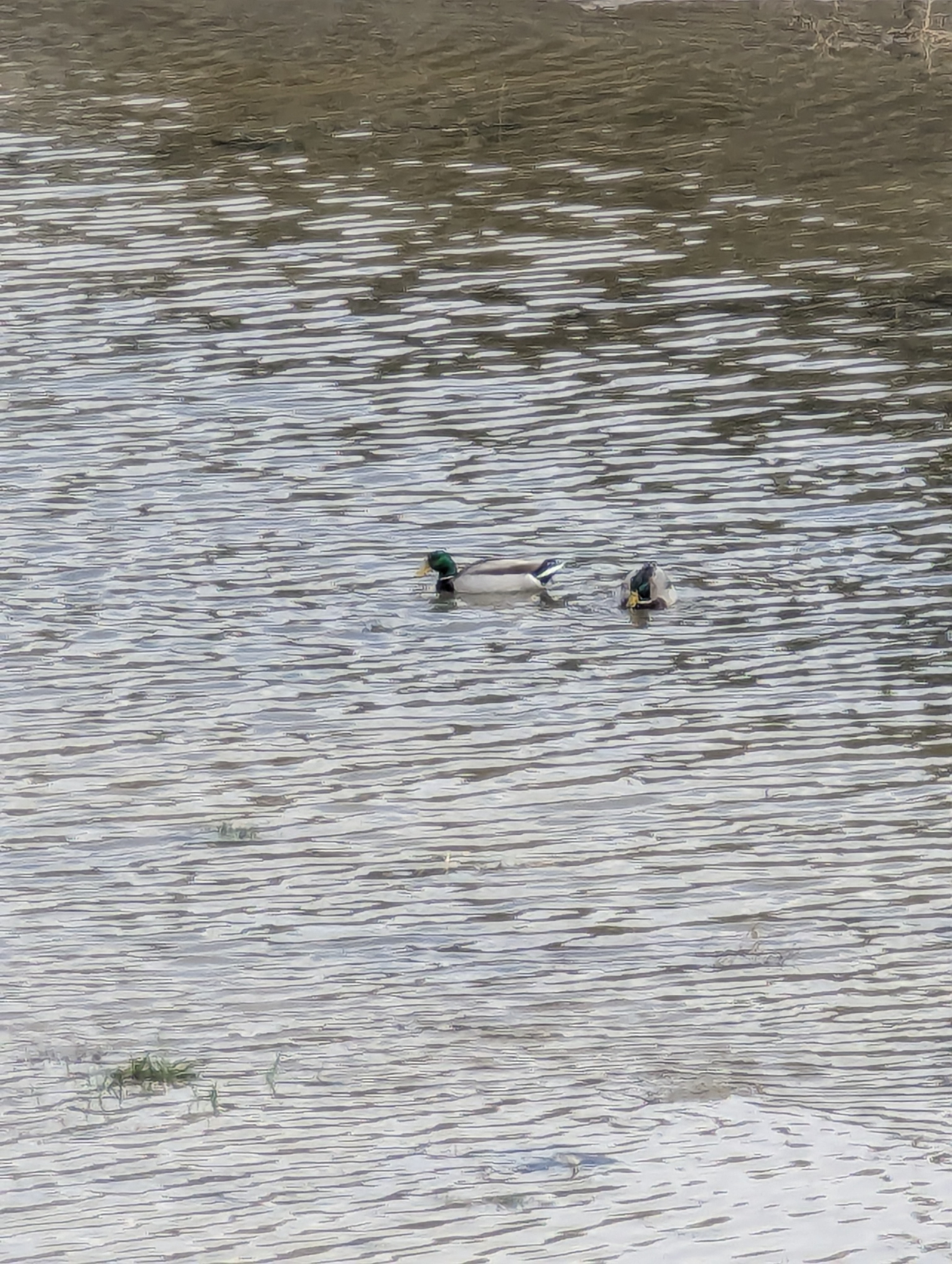 Ducks, Lake Sanders, Morrison, Colorado